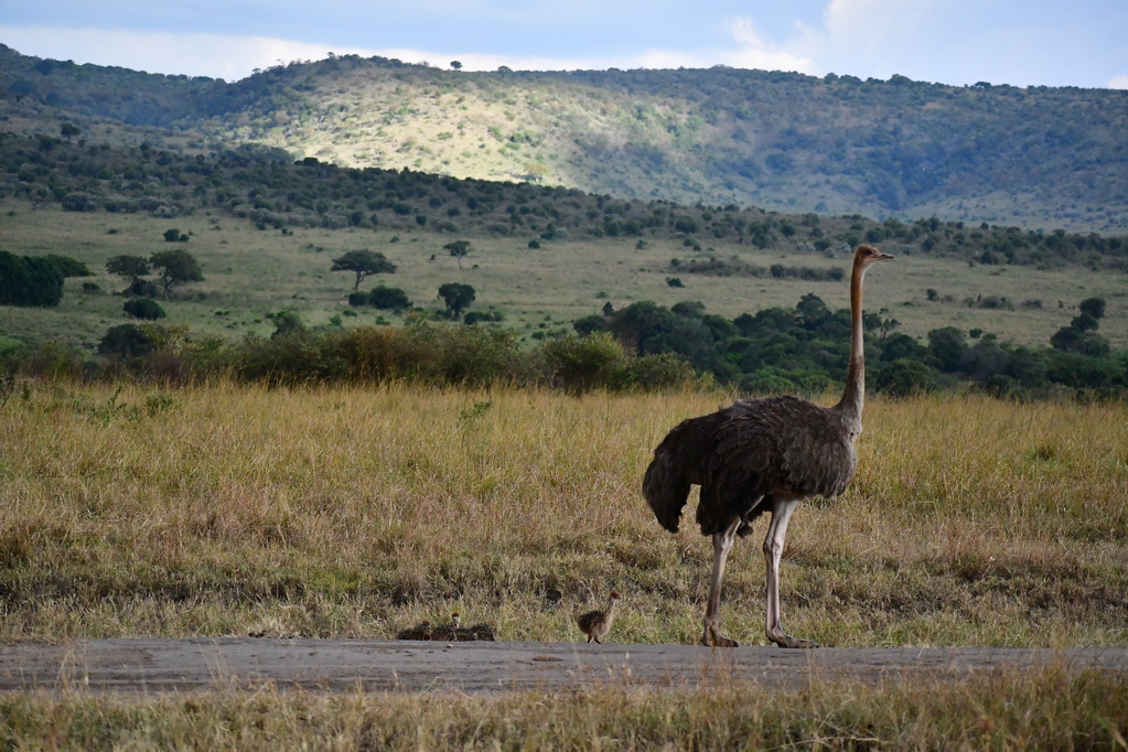 Masai Mara Nat. Reserve